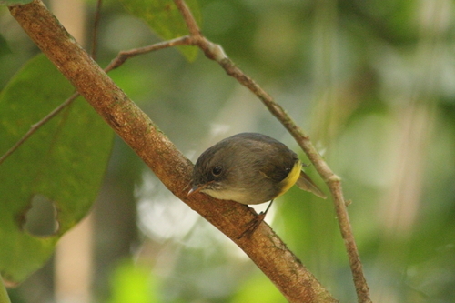 Yellow-bellied Flyrobin (Cryptomicroeca flaviventris), photo 6