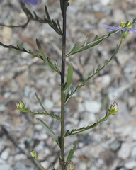 Aster hispidus leptocladus