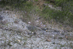 Aster hispidus leptocladus