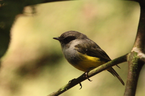 Yellow-bellied Flyrobin (Cryptomicroeca flaviventris), photo 5
