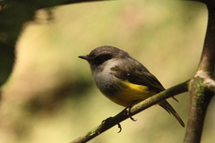 Eopsaltria flaviventris