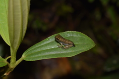 Osteocephalus festae