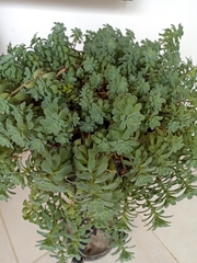 Sedum palmeri emarginatum