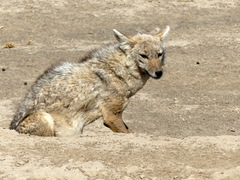 Canis lupaster bea