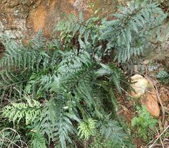 Asplenium lyallii