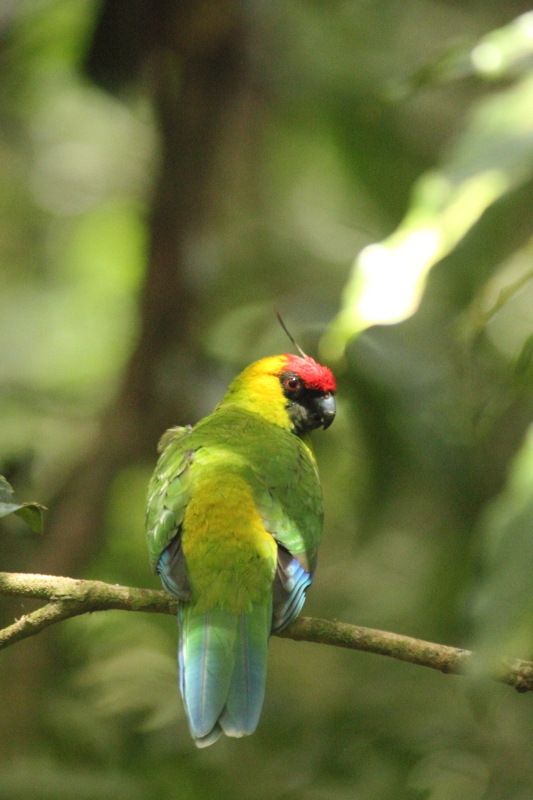 Horned Parakeet (Eunymphicus cornutus), photo 5