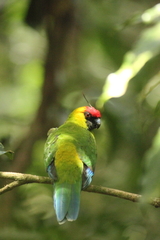 Eunymphicus cornutus