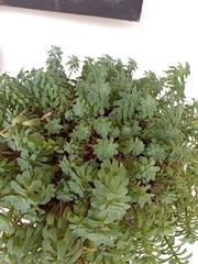 Sedum palmeri emarginatum