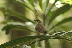 Pachycephala caledonica