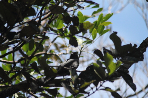 South Melanesian Cuckooshrike (Coracina caledonica), photo 9