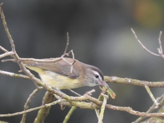 Vireo leucophrys