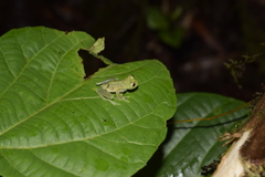 Chimerella mariaelenae