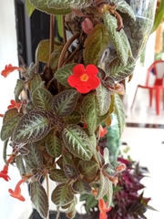 Episcia