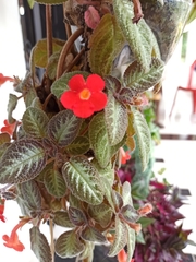 Episcia