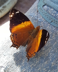 Hypanartia godmanii