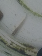 Aplocheilidae