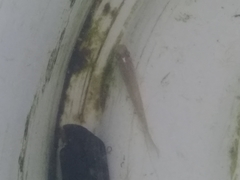 Aplocheilidae