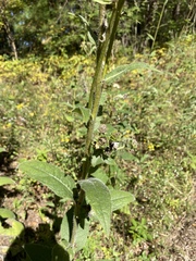 Silphium mohrii