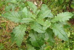 Senecio biserratus