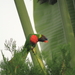 New Caledonian Coconut Lorikeet - Photo (c) Pierre Tellier, some rights reserved (CC BY)