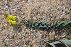 Linaria sabulosa