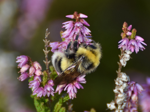 White-tailed Bumble Bee