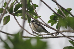 Lalage leucopyga montrosieri
