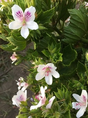 Pelargonium cucullatum strigifolium