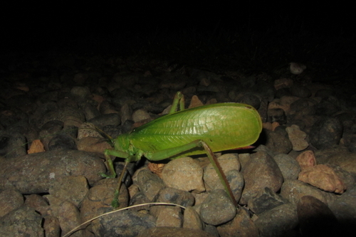 Pseudophyllanax imperialis