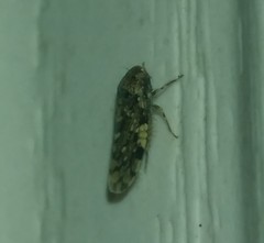 Xestocephalus tessellatus