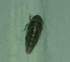 Xestocephalus tessellatus