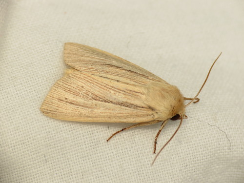Smoky Wainscot