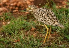 Burhinus capensis capensis