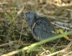 Ixobrychus sturmii