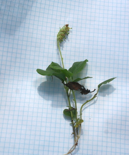 Vienašalė užgina nuotrauka