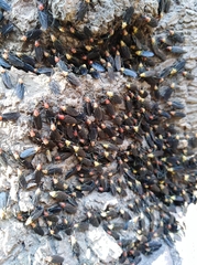 Dilophus pectoralis