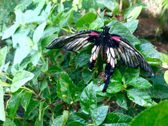 Papilio memnon agenor