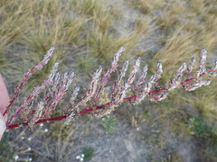 Bassia laniflora