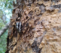 Zopherus nodulosus nodulosus