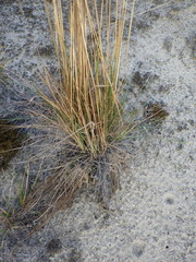 Festuca beckeri
