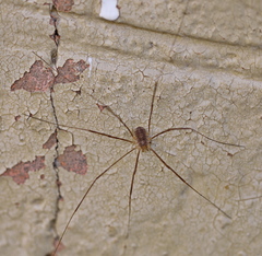 Opilio parietinus