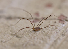 Opilio parietinus