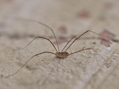 Opilio parietinus