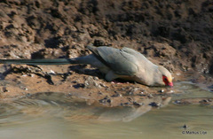 Urocolius indicus transvaalensis