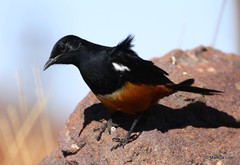 Thamnolaea cinnamomeiventris