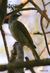 Indicator variegatus