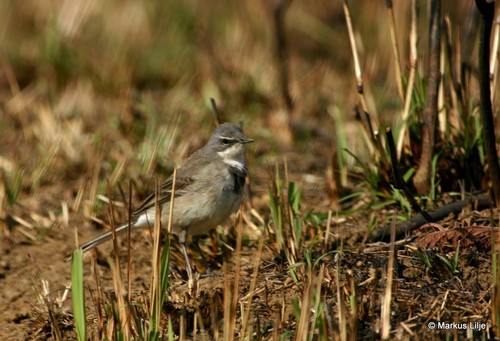 Cape Wagtail