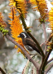 Stactolaema leucotis