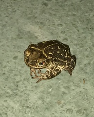 Peltophryne peltocephala