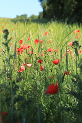 Papaver rhoeas